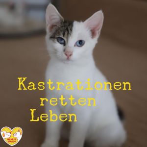Read more about the article Kastrationen retten Leben