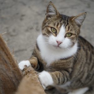 Mehr über den Artikel erfahren Mütze (m, geb. ca. 06/21)