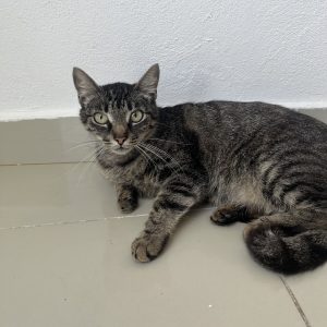Mehr über den Artikel erfahren Carla (w, geb. ca. 03/22)