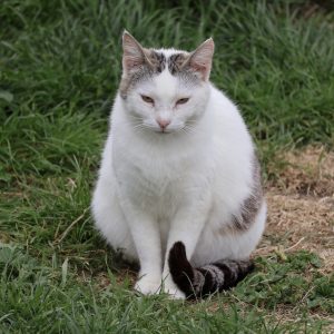 Mehr über den Artikel erfahren Peanut (w, geb. ca. 03/23)