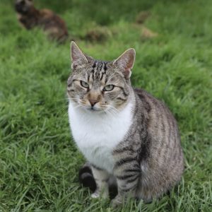 Mehr über den Artikel erfahren Livia (w, geb. ca. 08/20)