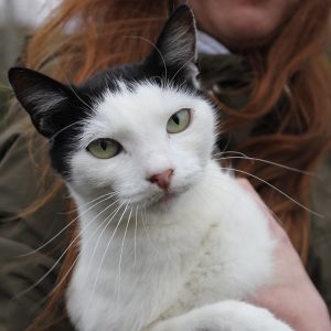 Mehr über den Artikel erfahren Ponyo (w, geb. ca. 2024)