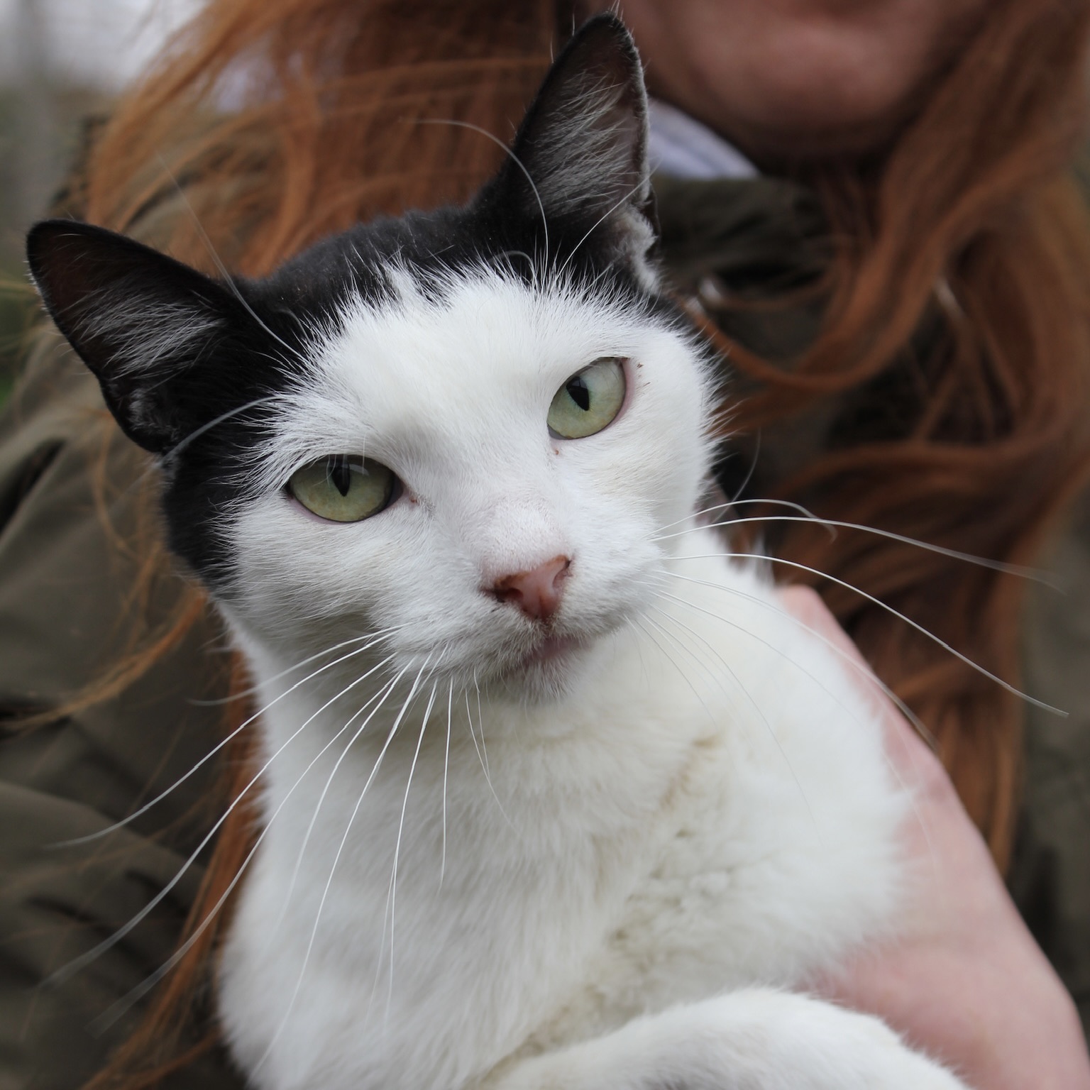 Sie betrachten gerade Ponyo (w, geb. ca. 2024)