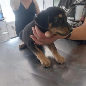 Mehr über den Artikel erfahren Nuki (w, geb. ca. 05/25)