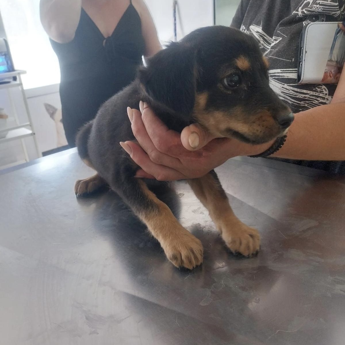 Sie betrachten gerade Nuki (w, geb. ca. 05/25)