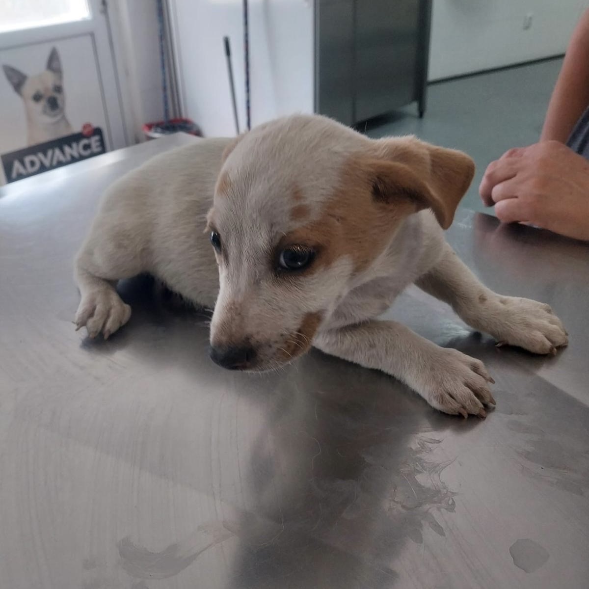 Sie betrachten gerade Simba (m, geb. ca. 05/25)