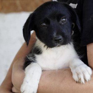 Mehr über den Artikel erfahren Daisy (w, geb. ca. 07/25)