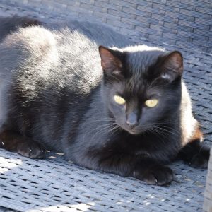 Mehr über den Artikel erfahren Clara (w, geb. ca. 07/20)