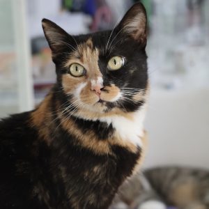 Mehr über den Artikel erfahren Neko (w, geb. ca. 03/22)