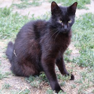 Mehr über den Artikel erfahren Jarin (m, geb. ca. 07/21)