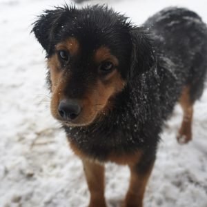 Mehr über den Artikel erfahren Nuki (w, geb. ca. 05/25)