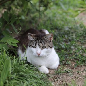 Mehr über den Artikel erfahren Öhrchen (m, geb. ca. 10/20)