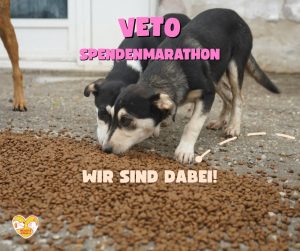 Mehr über den Artikel erfahren VETO Spendenmarathon 2025