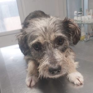 Mehr über den Artikel erfahren Mister Grey (m, geb. ca. 2021/2022)