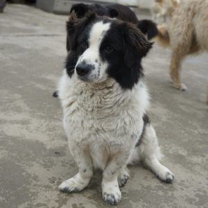 Mehr über den Artikel erfahren Lord Fluffington (m, geb. ca. 2022)