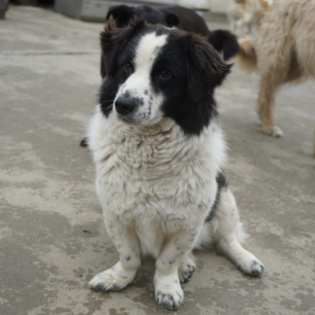 Sie betrachten gerade Lord Fluffington (m, geb. ca. 2022)