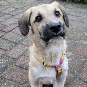 Mehr über den Artikel erfahren Shaggy (m, geb. ca. 07/25) in 25482 Appen