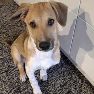 Mehr über den Artikel erfahren Scooby (m, geb. ca. 07/25)