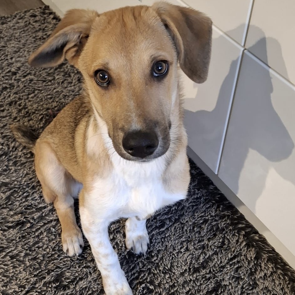 Sie betrachten gerade Scooby (m, geb. ca. 07/25)