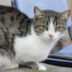 Mehr über den Artikel erfahren Ari (w, geb. ca. 07/23)