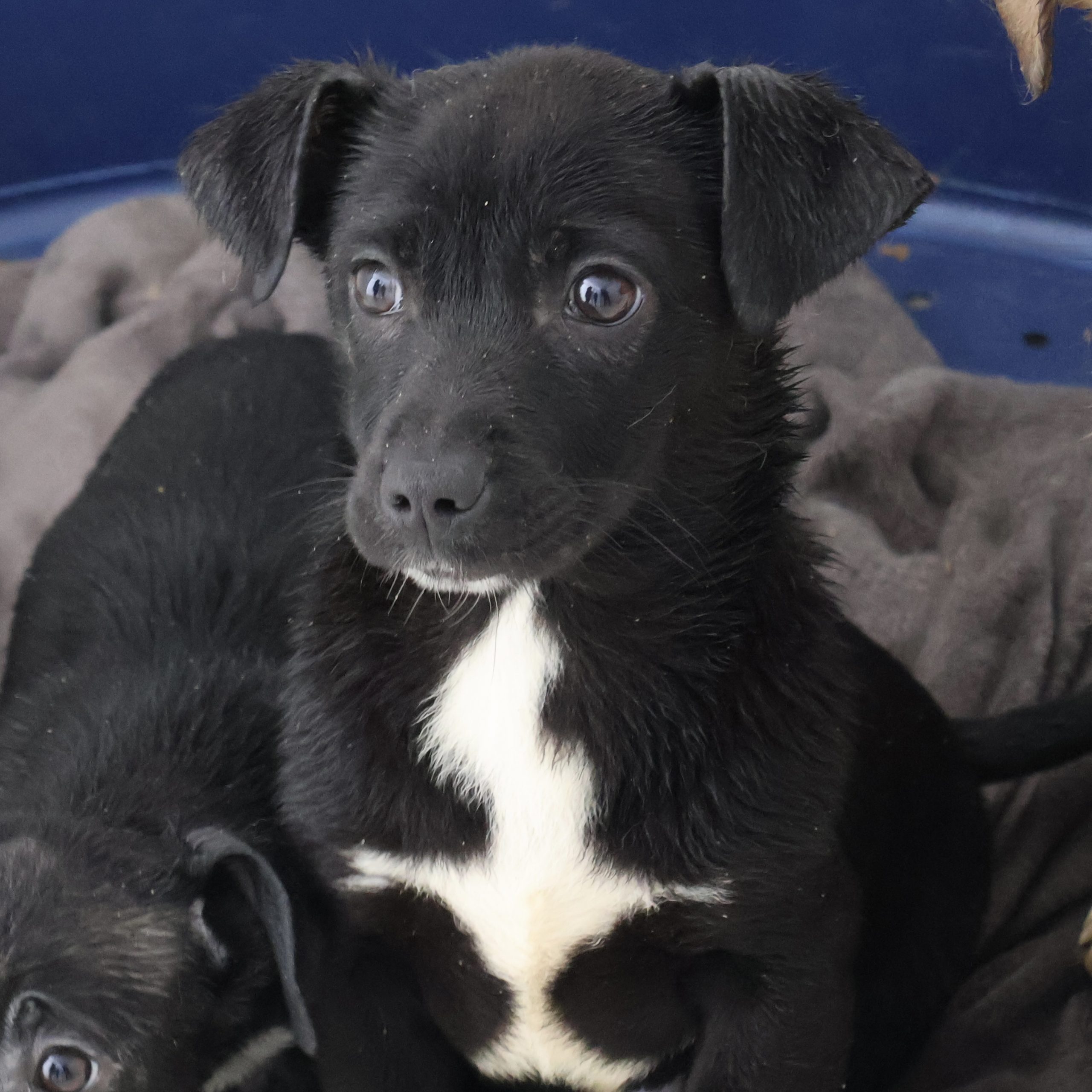 Sie betrachten gerade Randy (m, geb. ca. 10/25)