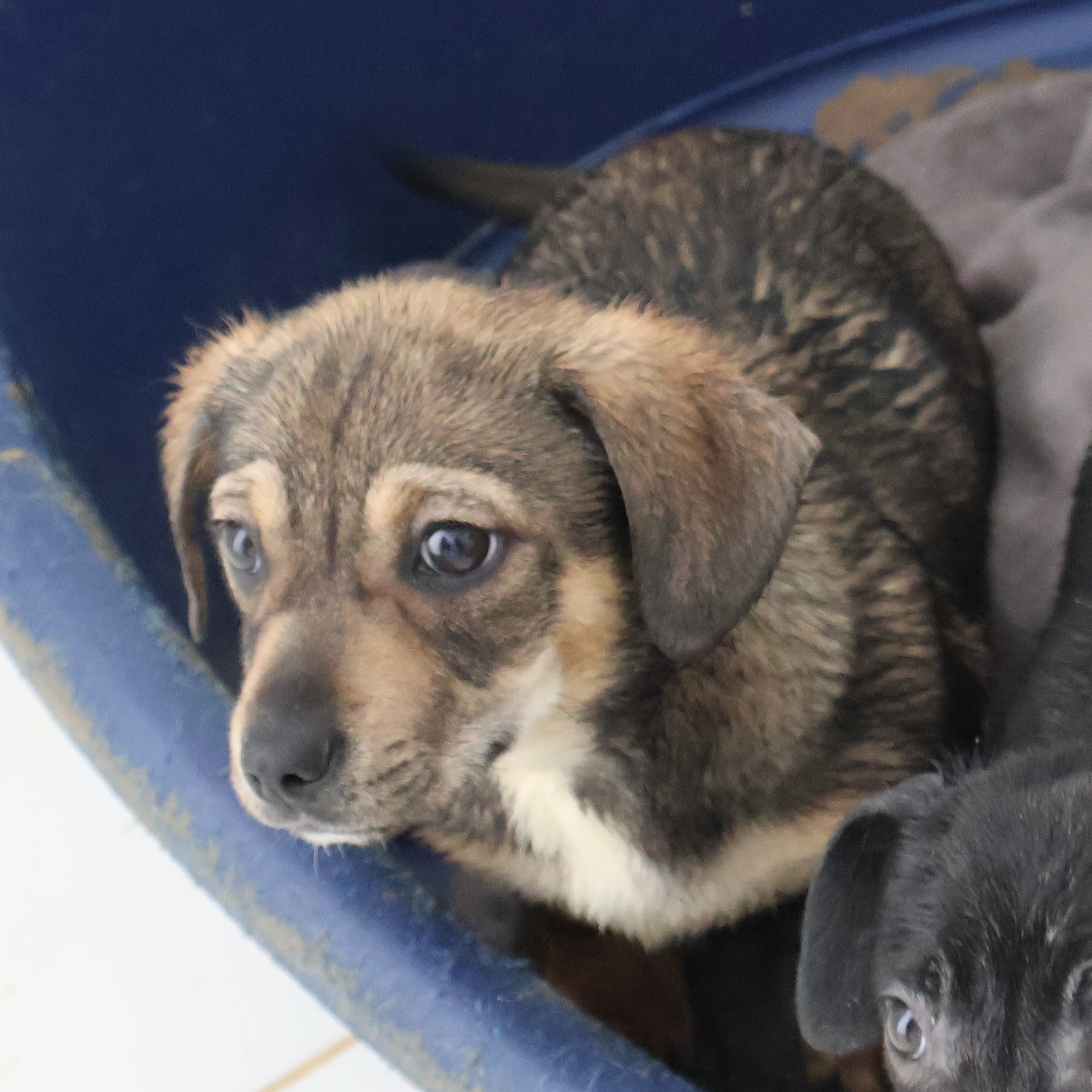 Sie betrachten gerade Mandy (w, geb. ca. 10/25)