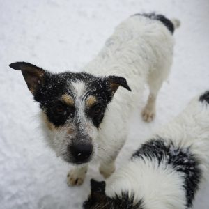 Mehr über den Artikel erfahren Lila (w, geb. ca. 02/25)