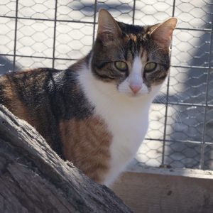 Mehr über den Artikel erfahren Lillet (w, geb. ca. 08/23)