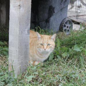 Mehr über den Artikel erfahren Cat Sheeran (m, geb. ca. 10/24)