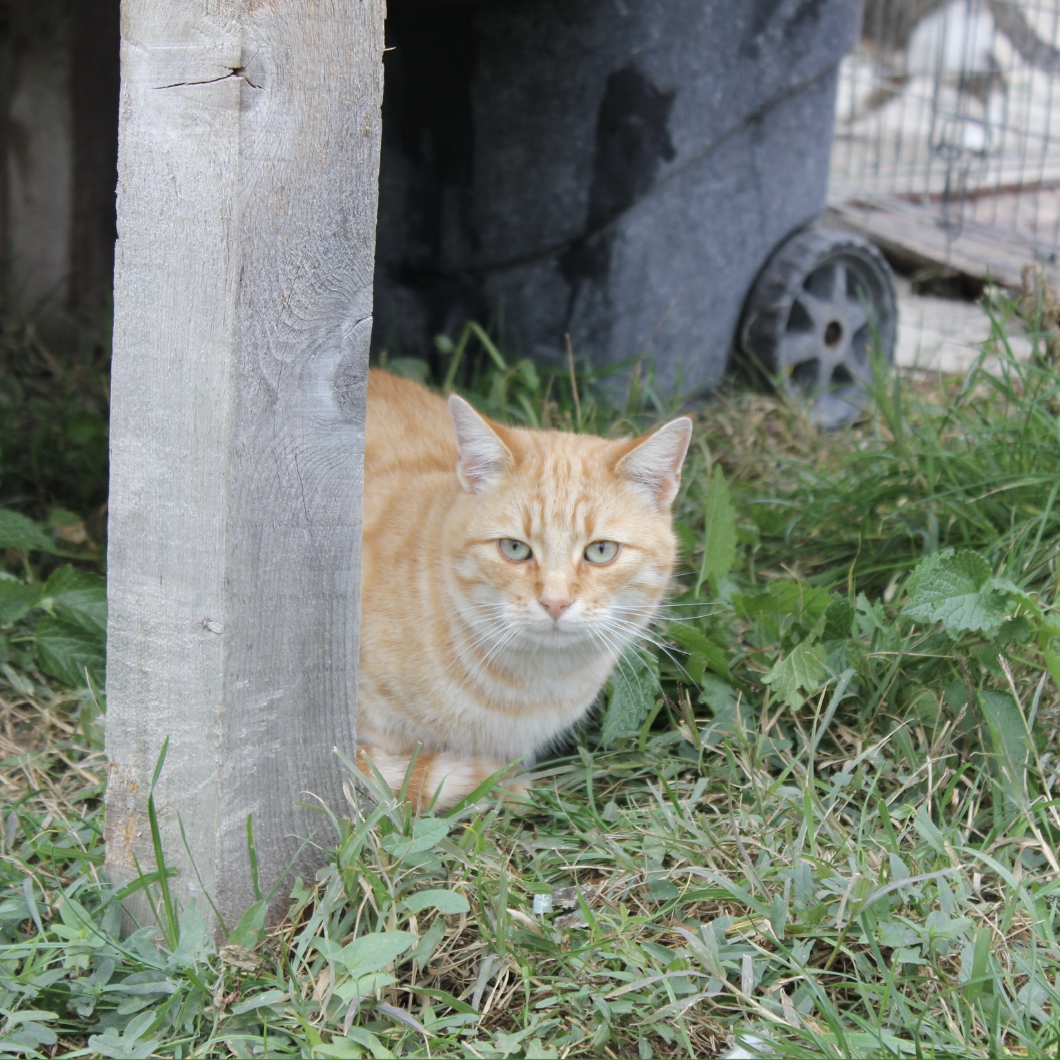 Sie betrachten gerade Cat Sheeran (m, geb. ca. 10/24)