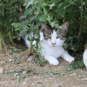 Mehr über den Artikel erfahren Lover (m, geb. ca. 02/23)