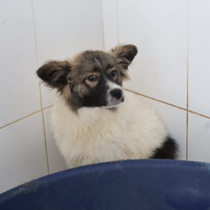 Mehr über den Artikel erfahren Mezzo (m, geb. ca. 08/25)