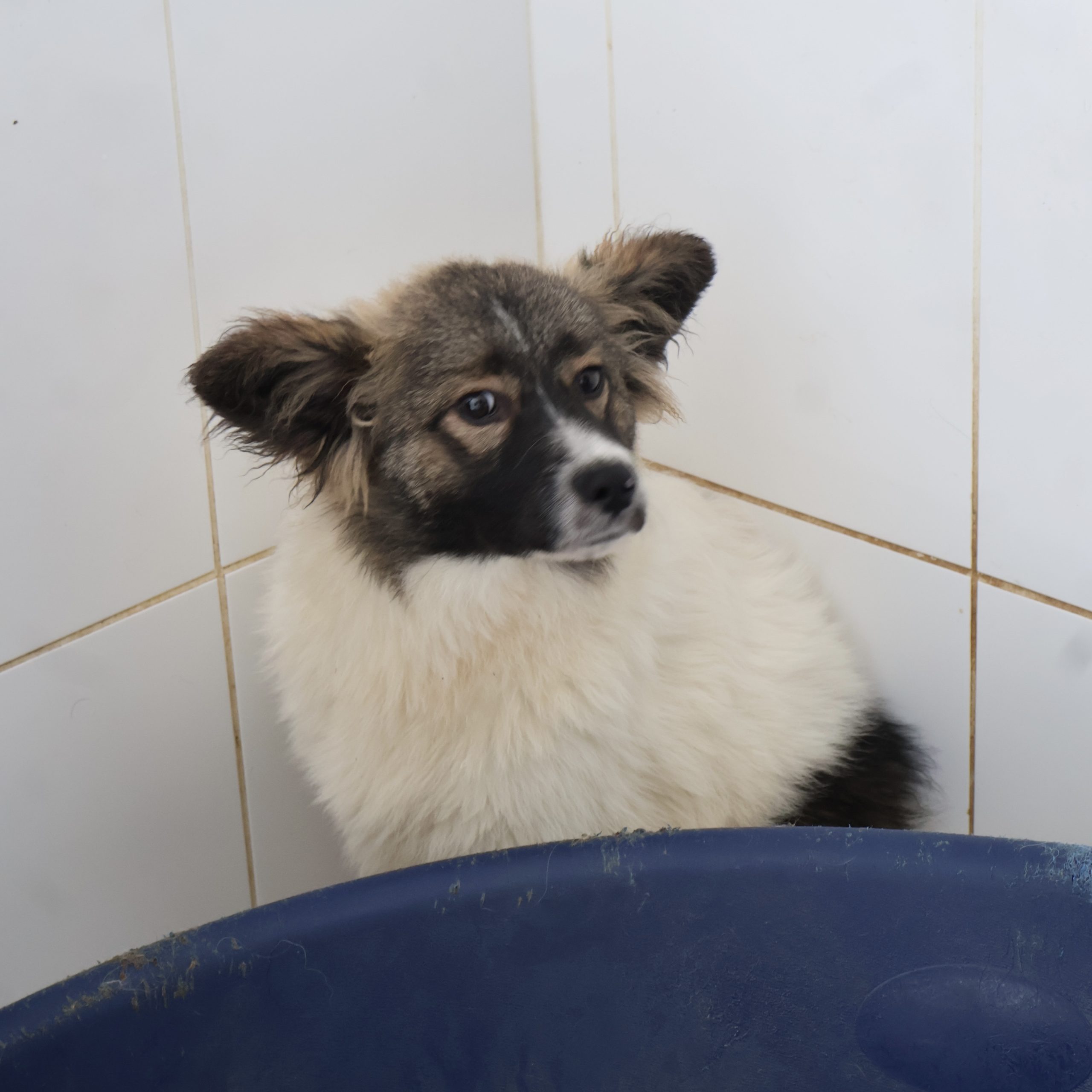 Sie betrachten gerade Mezzo (m, geb. ca. 08/25)