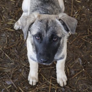 Mehr über den Artikel erfahren Rocco (m, geb. ca. 10/25)