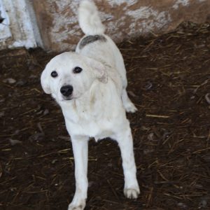 Mehr über den Artikel erfahren Ute (w, geb. ca. 10/25)