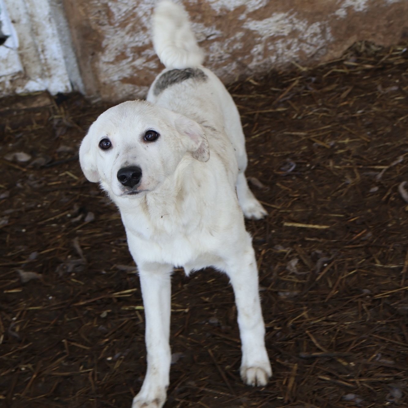 Sie betrachten gerade Ute (w, geb. ca. 10/25)