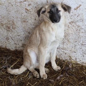 Mehr über den Artikel erfahren Jimi Blue (m, geb. ca. 10/25)