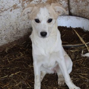 Mehr über den Artikel erfahren Cheyenne (w, geb. ca. 10/25)