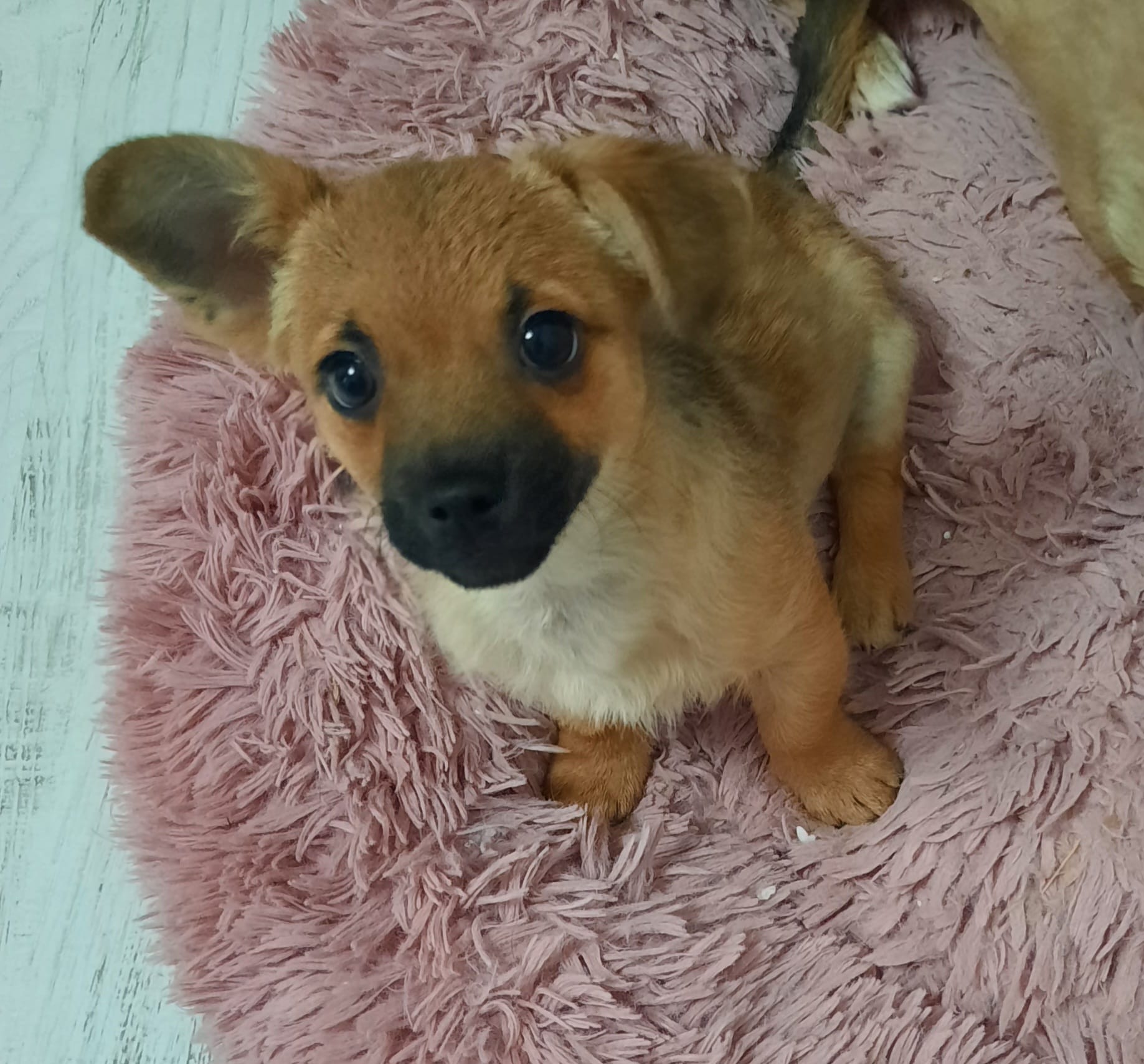 Sie betrachten gerade Wolf (m, geb. ca. 12/25)