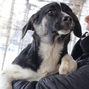 Mehr über den Artikel erfahren Natascha (w, geb. ca. 10/25)