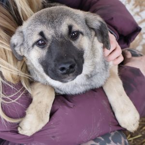 Mehr über den Artikel erfahren Nico (m, geb. ca. 10/25)