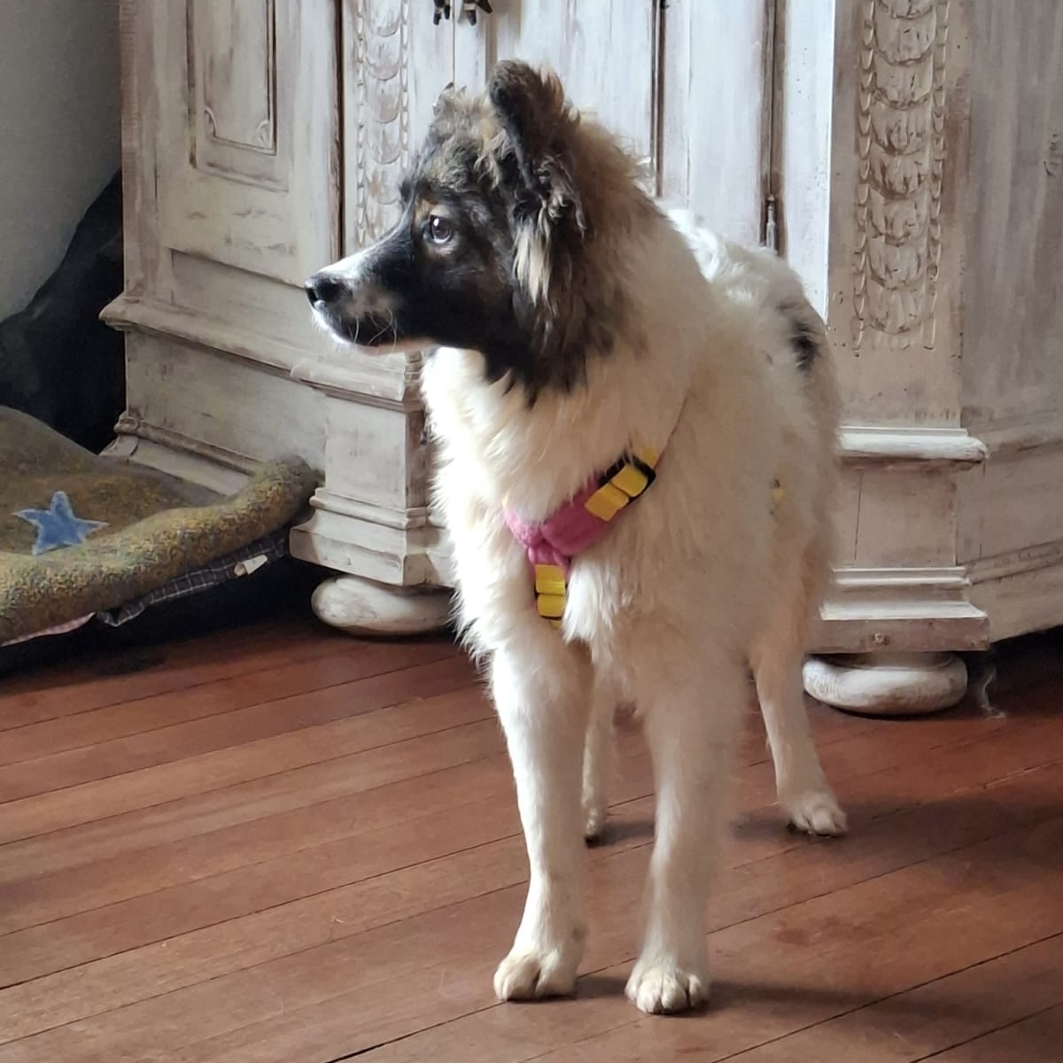 Sie betrachten gerade Mezzo (m, geb. ca. 08/25) in 66399 Mandelbachtal