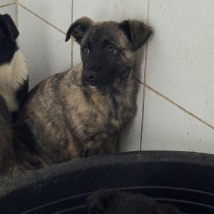 Mehr über den Artikel erfahren Freki (m, geb. ca. 10/25)