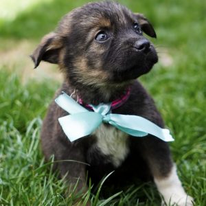 Mehr über den Artikel erfahren Gary (m, geb. ca. 02/26)