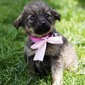 Mehr über den Artikel erfahren Gemma (w, geb. ca. 02/26)