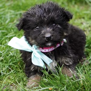 Mehr über den Artikel erfahren George (m, geb. ca. 02/26)