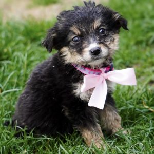 Mehr über den Artikel erfahren Ginny (w, geb. ca. 02/26)