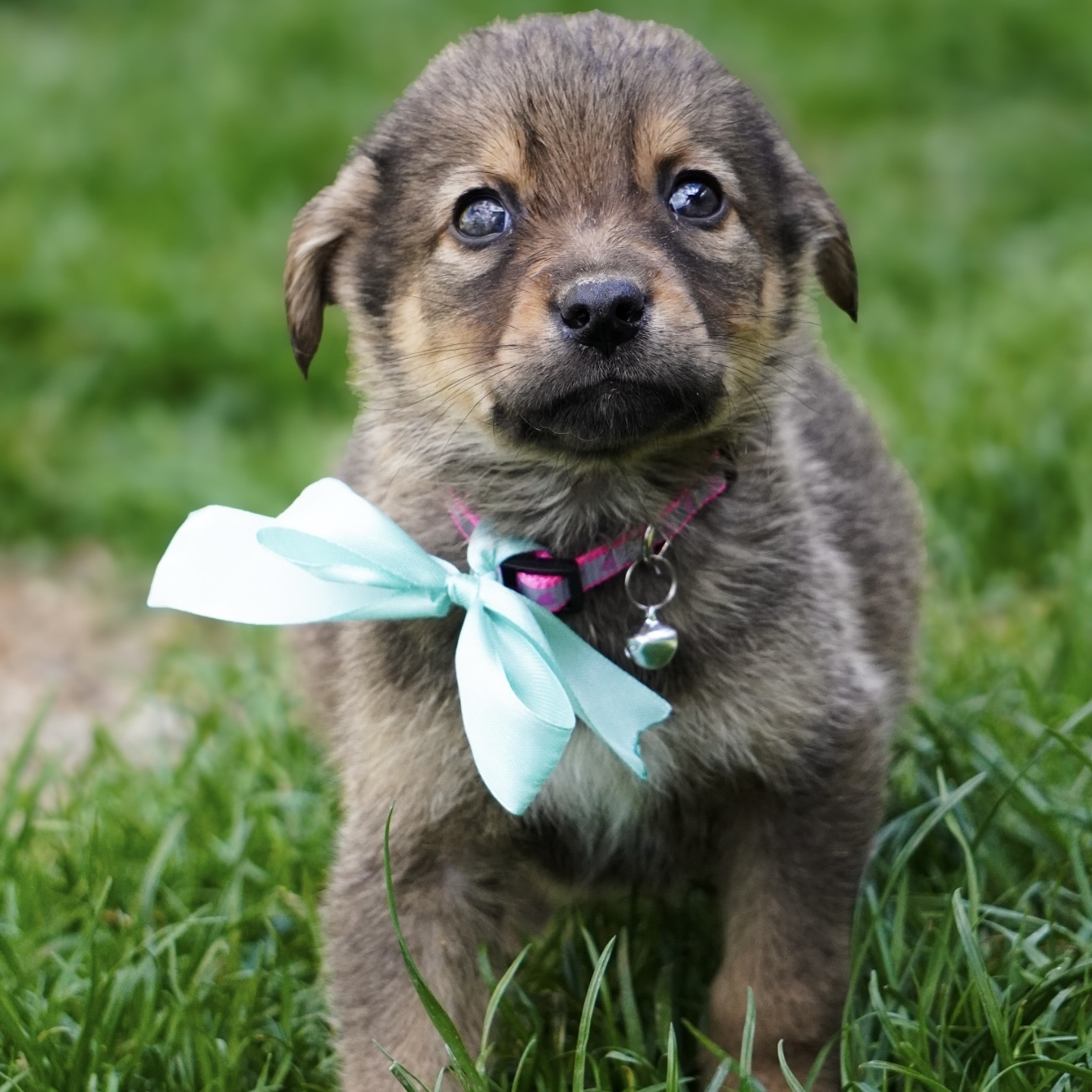 Sie betrachten gerade Glenn (m, geb. ca. 02/26)