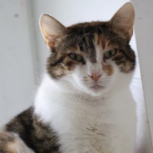 Mehr über den Artikel erfahren Strawberry (w, geb. ca. 03/21)