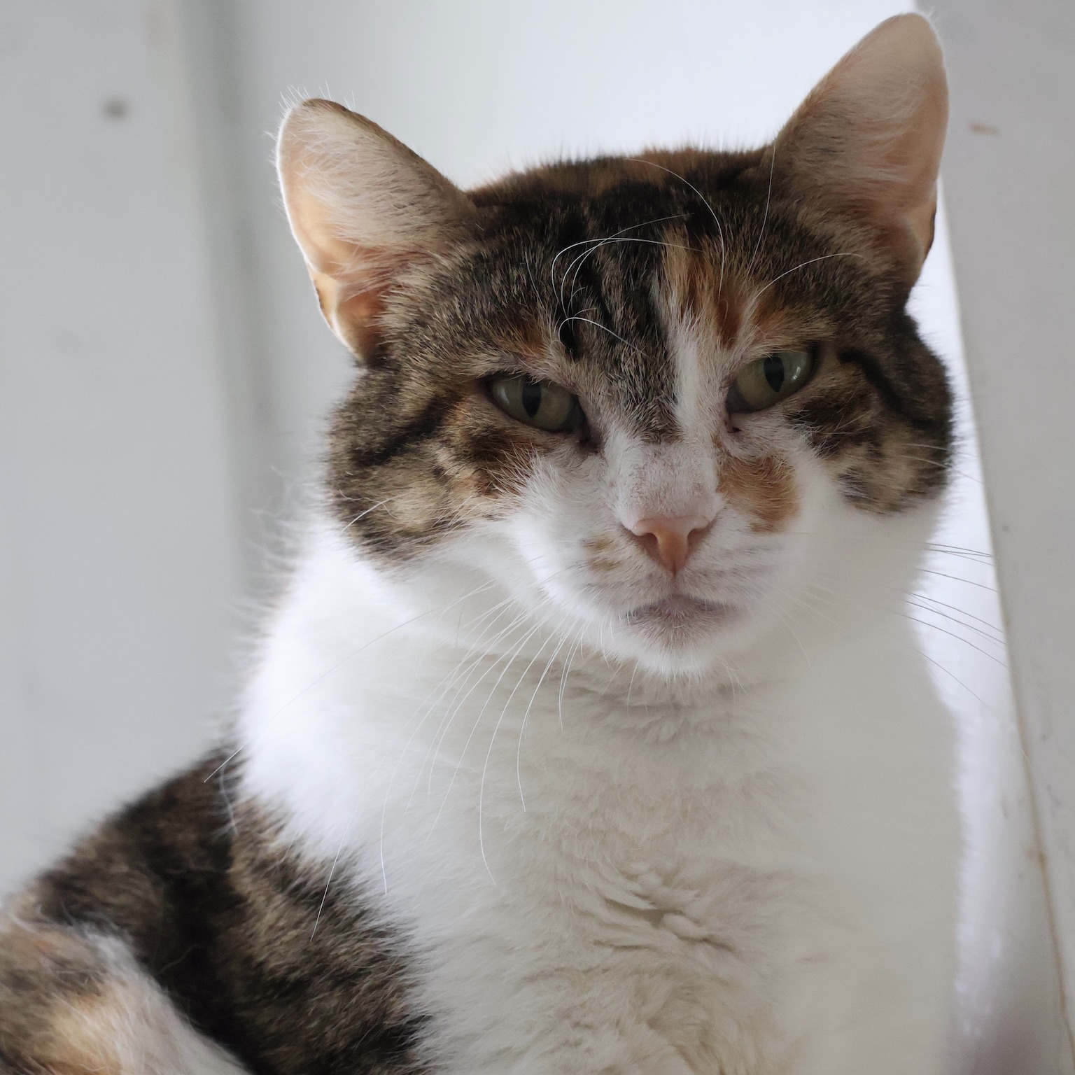 Sie betrachten gerade Strawberry (w, geb. ca. 03/21)